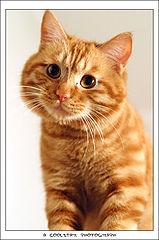 фото "little kitty"