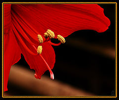 photo "Caprice in Red"
