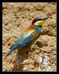 photo "European Bee-eater - Merops apiaster"