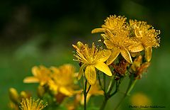 фото "Yellows..."