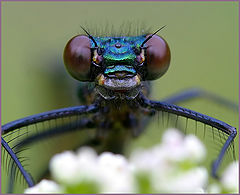 photo "Dragon 2"