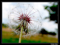 photo "..."