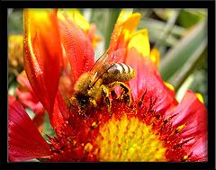 photo "Hardworking"