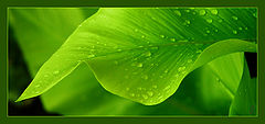 photo "Caprice in Green"