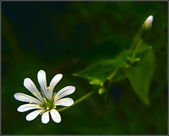 photo "In evening light"