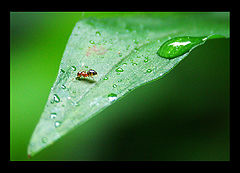 photo "A drop and an ant"