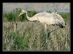 photo "Crane - Grus Grus"
