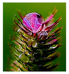 photo "Rain drop on grass"