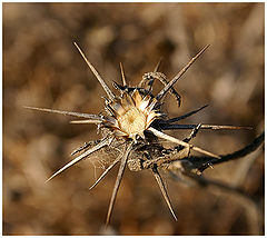 фото "macro"