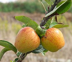 photo "One Apple a day..."