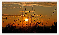 photo "Summer evening on Dragvoll"
