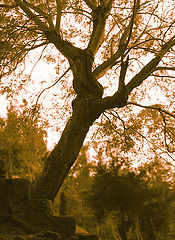 photo "Tree & stairs"