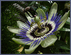 photo "The Passiflora"