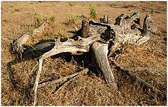 фото "old thing....."