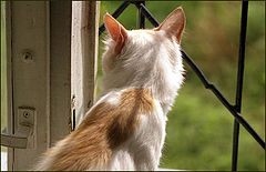 photo "For lattice"