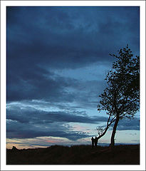 photo "***"