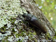 photo "Bug`s Life"