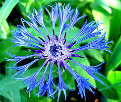 photo "strange flower"