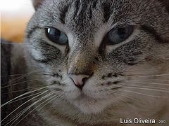 photo "Animal Instinct"