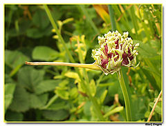 photo "Pinokkio"