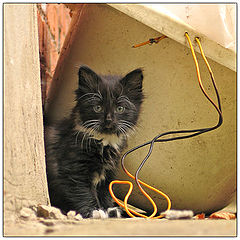 photo "Small devil :-)"