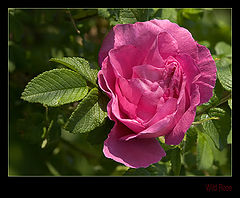 photo "Wild rose"