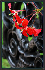 photo "Beauty through a Grille"