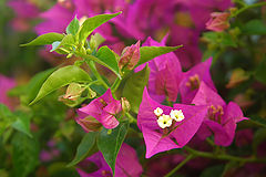 фото "flower VI"