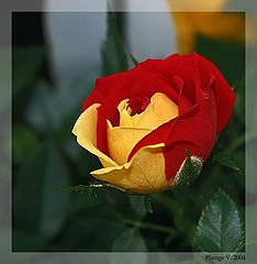 photo "Rose ..."