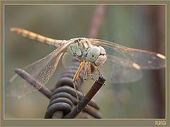 photo "In the nature there are no limits"