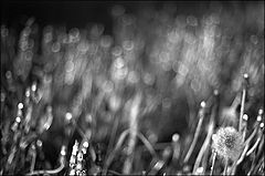 photo "The last"
