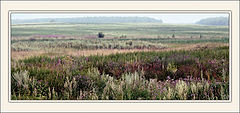 photo "Meadow palette"