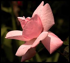 фото "#293"