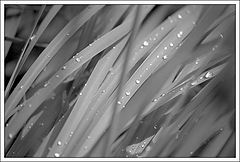 photo "dew"