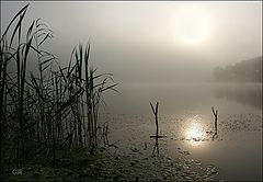 photo "Tishin"