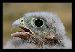 photo "Kestrel - Falco naumanni"
