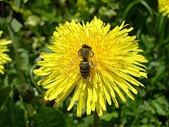 photo "Dandelion"