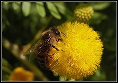 photo "Enjoyment"