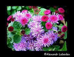 photo "All colors of summer #3"