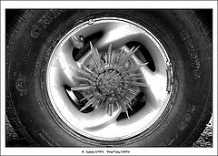 фото "ice flower"