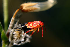 фото "Metamorphose"