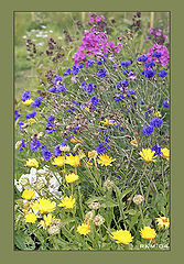 photo "Bouquet for loved"
