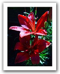photo "***"