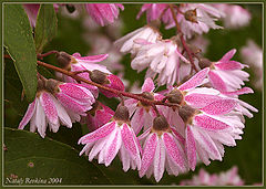 photo "Deutzia Scabra “Plena”"