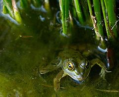 photo "I see you..."