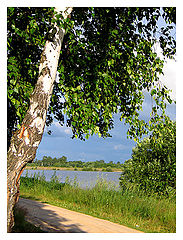 photo "White birch"