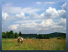 photo "Who is grazed on a meadow 2"