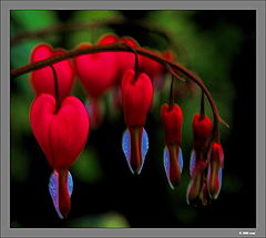 фото "5 hearts"