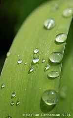 photo "drops"