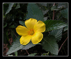 photo "Yellow on green"